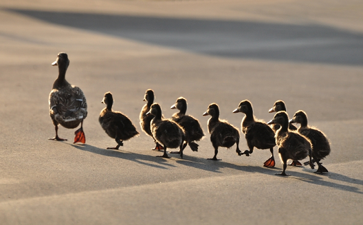 10 characteristics of a great startup leader