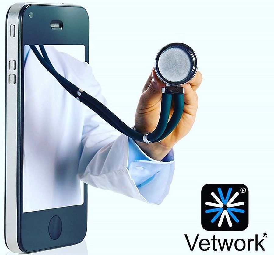 Vetwork raises six-figure in seed funding