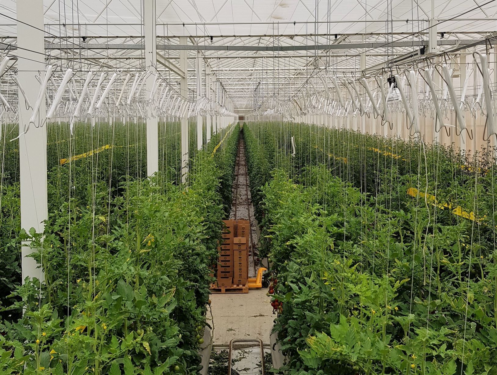 How do you grow tomatoes in the desert?