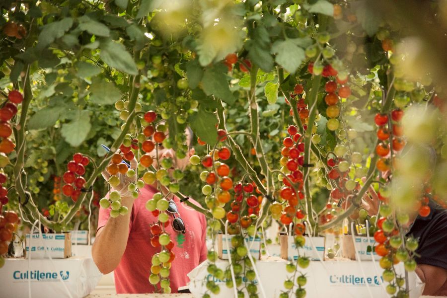 Pure Harvest secures $100 million multi-stage commitment from Wafra